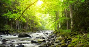 From Silos to Streams: A Bottom-up Agile Transformation