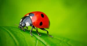 Turning Bugs into Business Insights – photo of ladybug on a green leaf