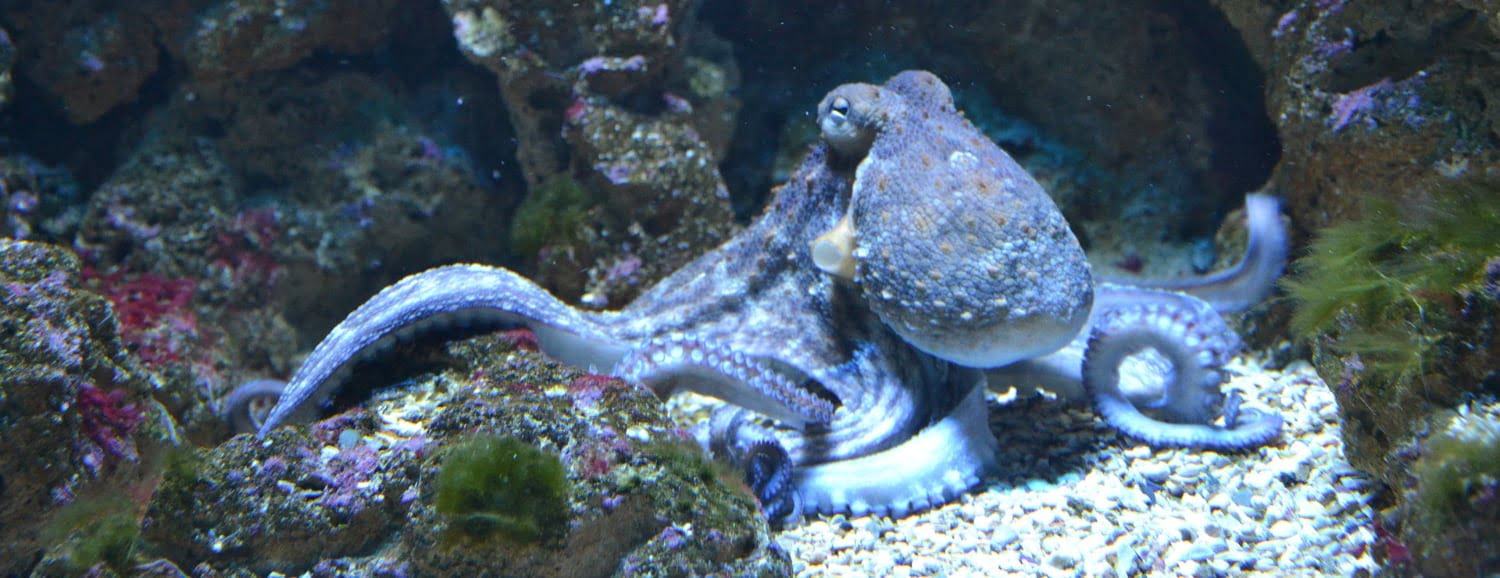 What the Octopus teaches us about Agile Organizational Design